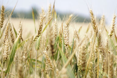 Ukraine effected agricultural land market